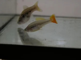 Xiphophorus_variatus_LAGUNA.webp
