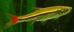 rasbora.JPG