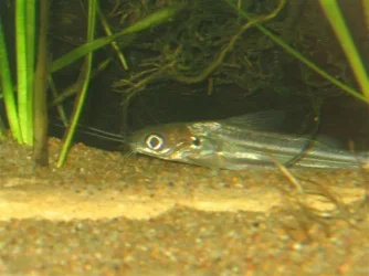 catfish.webp