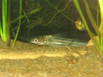 catfish2.webp