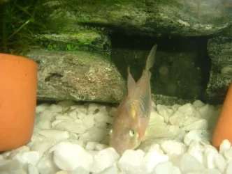 pic_of_catfish1.webp