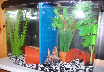Betta_Tank.webp