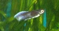 guppy_1.webp