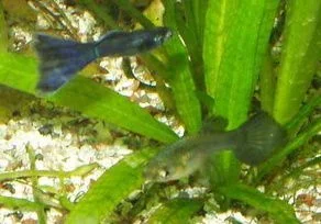 moscowblueguppies240108003_1_1.webp