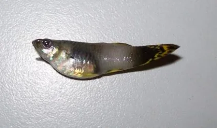 Dead_Guppy.webp