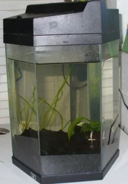 betta1.webp