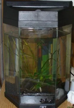 betta2.webp