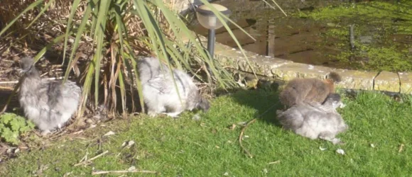 chickens.webp