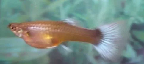 preg_fish.webp