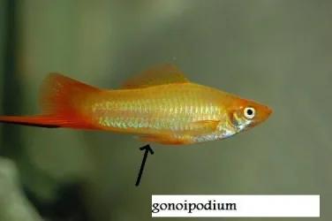 swordtail2.webp swordtail2.webp