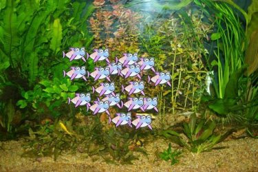 chatevo_fish_me_in_preschool_85.jpg