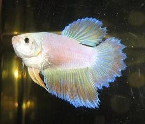 fish416.webp