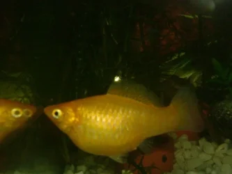 platy2.webp