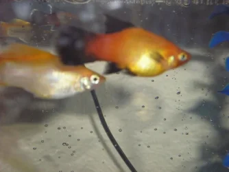 fish_007.webp