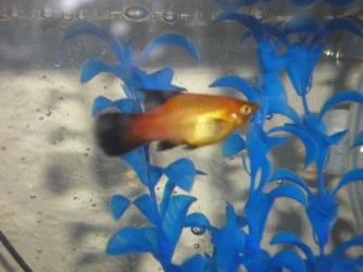fish_005.webp