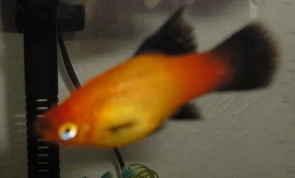 fish_001.webp