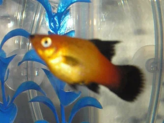 fish_002.webp
