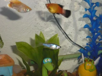fish_003.webp