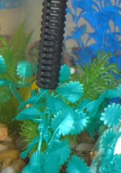 fish_004.webp