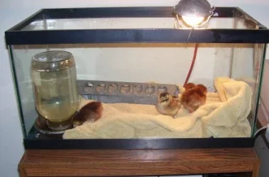 chickens2.webp