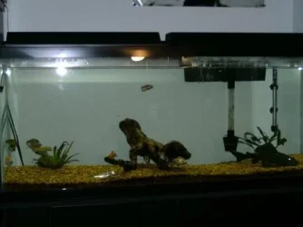 aquarium.webp