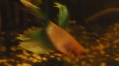 dead_betta_2.webp