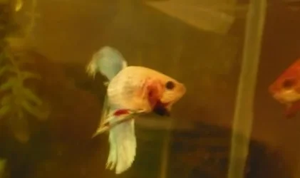 dead_betta.webp