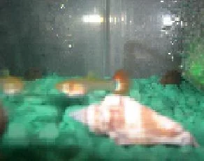 DSCN1419.webp