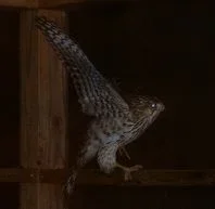 Back_Porch_Hawk2.webp