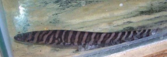 tiger_knife.webp