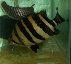 siamese_tiger_2.webp