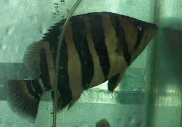 siamese_tiger_1.webp