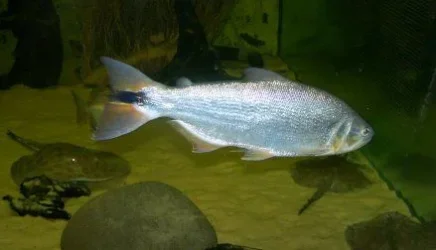 dorado_1.webp