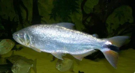 dorado_2.webp