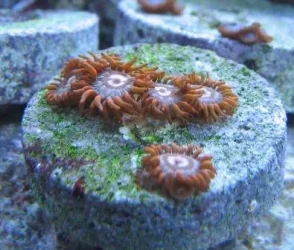 Horizons_Zoas.webp Horizons_Zoas.webp