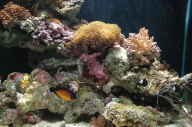 fishtank_054.webp fishtank_054.webp