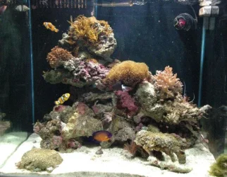 fishtank_053.webp fishtank_053.webp