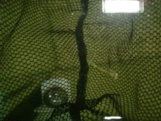 insect.webp