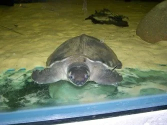 fly_river_turtle_1.webp