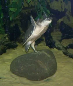 fly_river_turtle_2.webp
