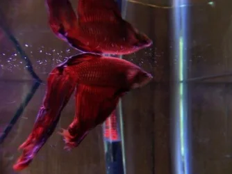 Fish_001.webp