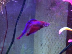 Fish_002.jpg