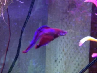 Fish_002.webp