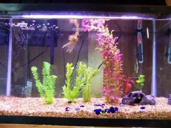 Fish.webp