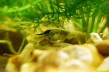 Xiphophorus_maculatus_DOUBLE_HEAD.webp