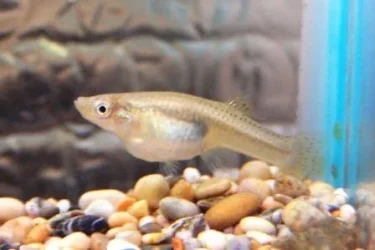 Gambusia_cf_atrora_MEDIA_LUNA.webp