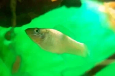 Poecilia_kykesis_male.webp