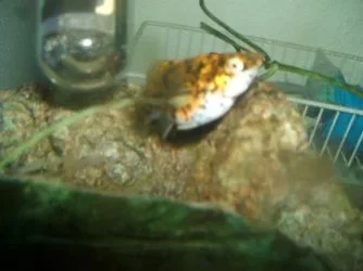 DSCF2558.webp