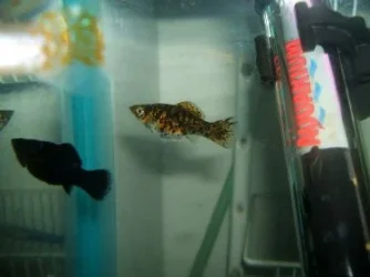 DSCF2560.webp