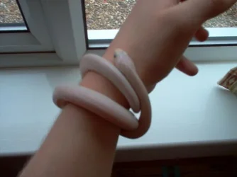 snake_1.webp snake_1.webp